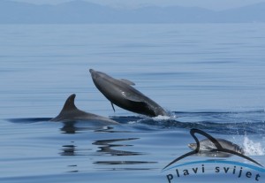 Bottlenose dolphins_Vis_090523_6_637_page_photo